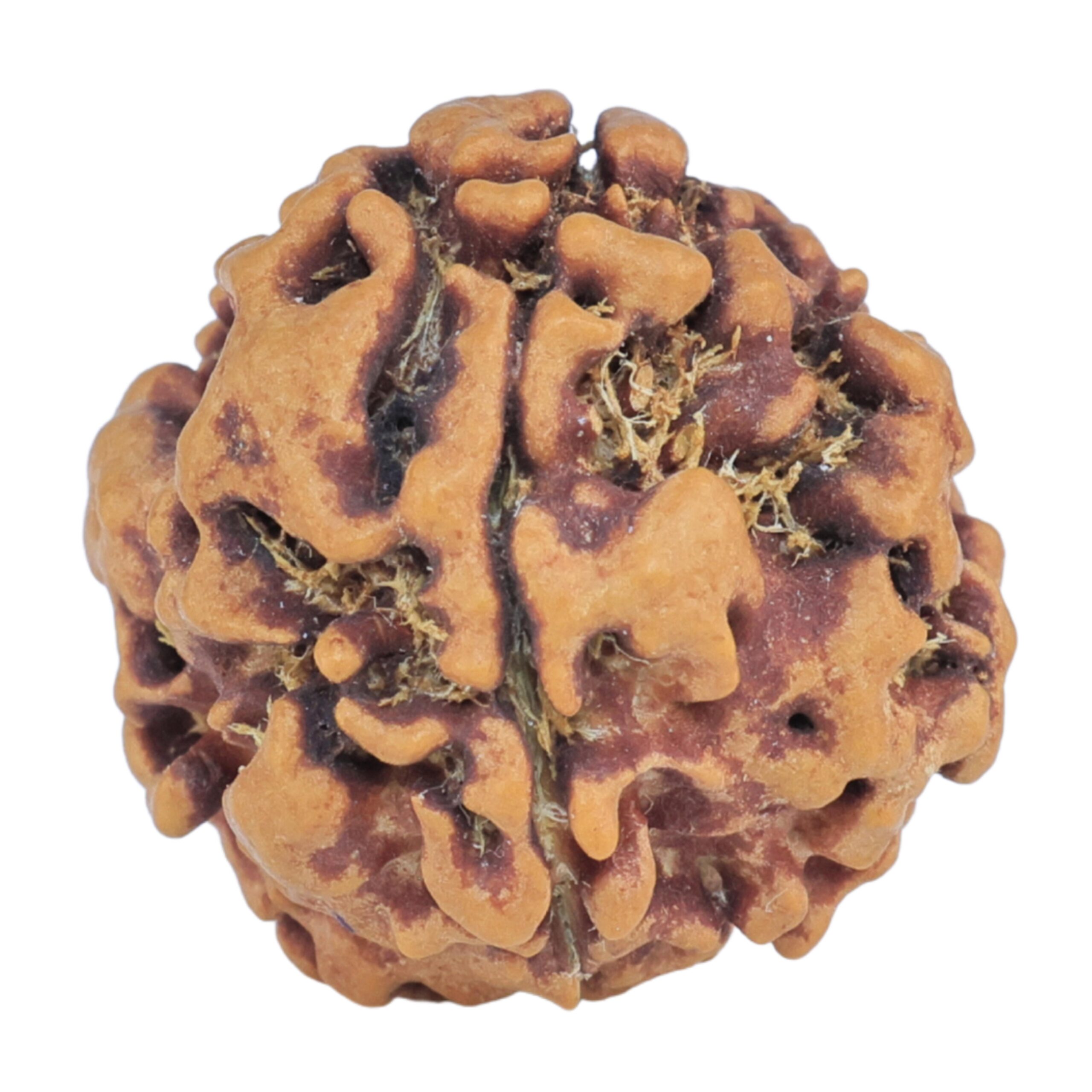 1MK(Underdeveloped) 18.5mm 2gm - Rudraksha
