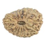 18 Mukhi Rudraksha 16.2mm 0.64gm - Rudraksha