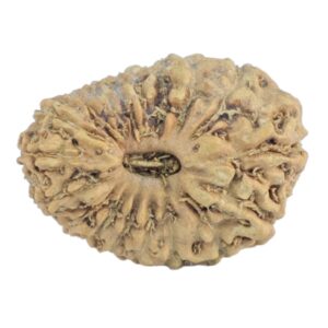 18 Mukhi Rudraksha 16.2mm 0.64gm - Rudraksha
