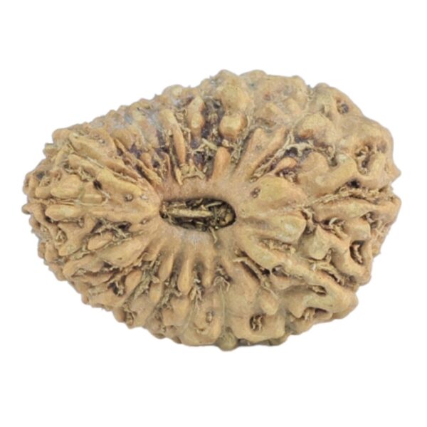 18 Mukhi Rudraksha 16.2mm 0.64gm - Rudraksha