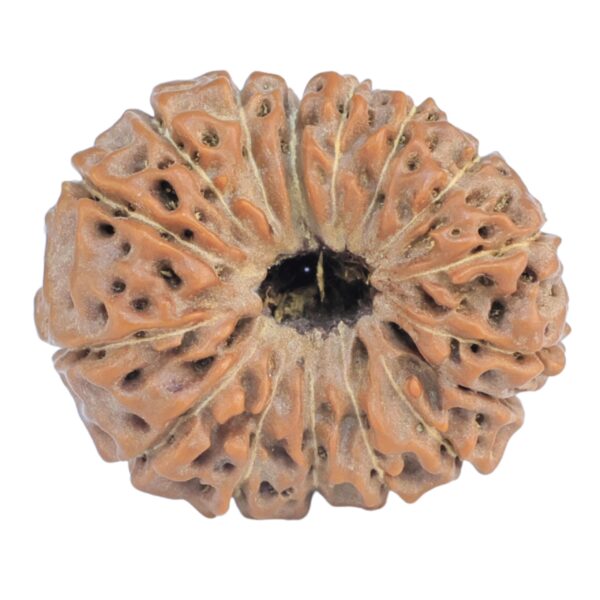 16 Mukhi Rudraksha 21.2mm 2.58gm - Rudraksha