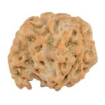 Sawar/Ganesh (2+1) 21mm 3.28gm - Rudraksha