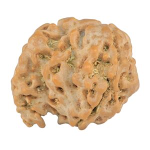 Sawar/Ganesh (2+1) 21mm 3.28gm - Rudraksha