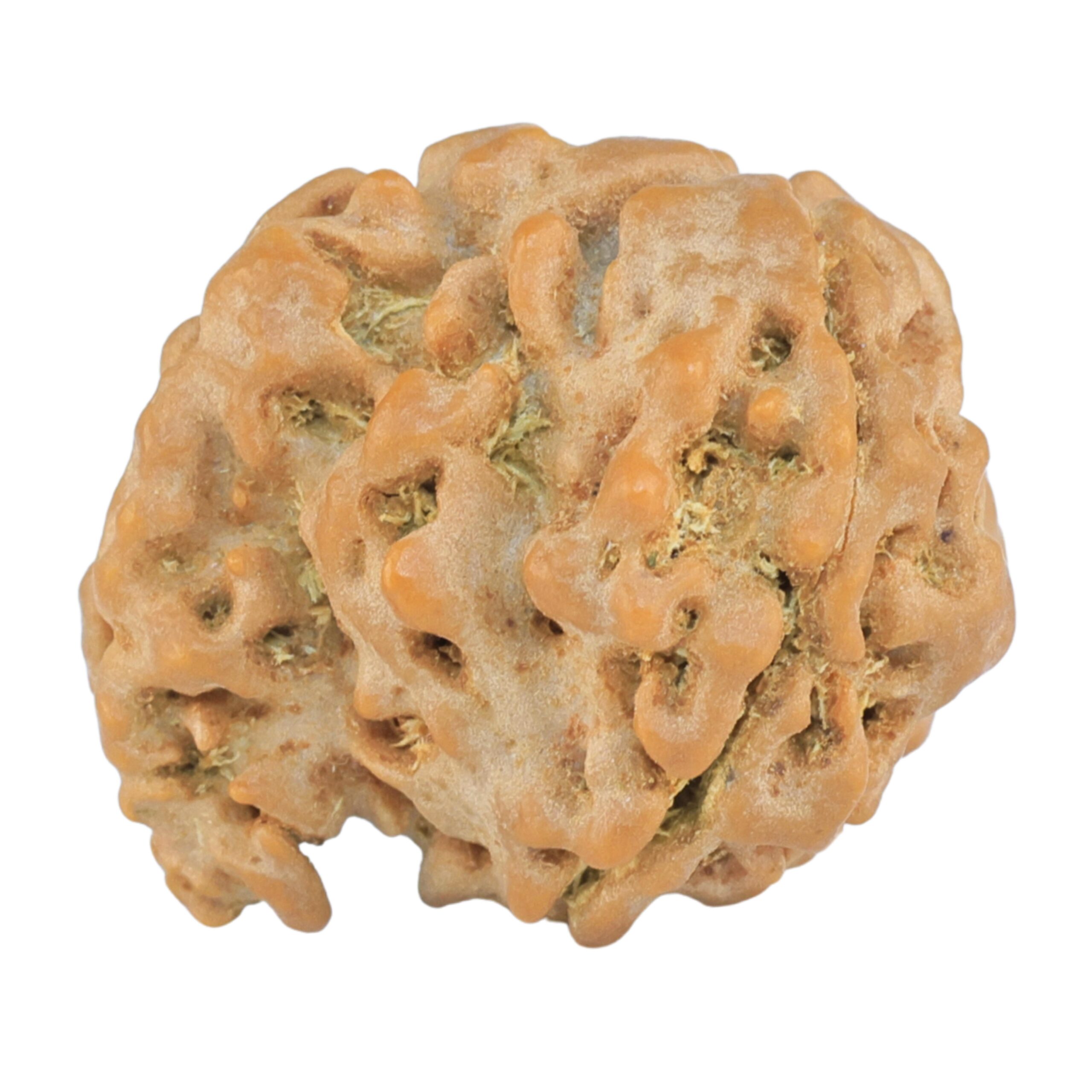 Sawar/Ganesh (2+1) 21mm 3.28gm - Rudraksha