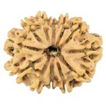 12 Mukhi Rudraksha 26.2mm 3.64gm - Rudraksha