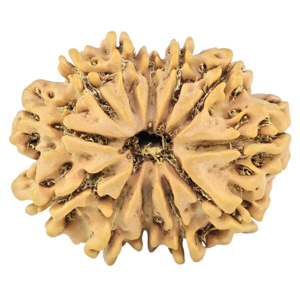 12 Mukhi Rudraksha 26.2mm 3.64gm - Rudraksha