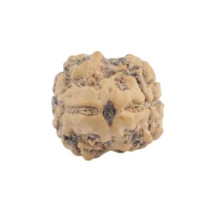 2 Mukhi Rudraksha 19mm 1.29gm - Rudraksha