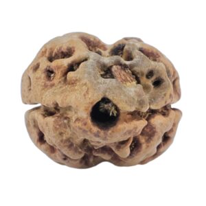 2 Mukhi Rudraksha 20.1mm 1.13gm - Rudraksha