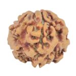 1MK(Underdeveloped) 22.5mm 3.45gm - Rudraksha