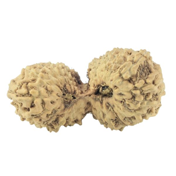 28 Mukhi Gaurishankar 26.5mm 1.66gm - Rudraksha