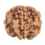 1MK(Underdeveloped) 23.4mm 4gm - Rudraksha