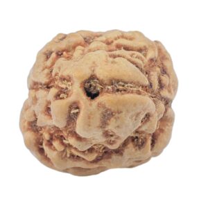 2 Mukhi Rudraksha 22.6mm 2gm - Rudraksha