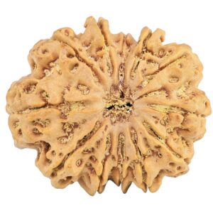 12 Mukhi Rudraksha 33.4mm 8.67gm - Rudraksha