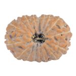 16 Mukhi Rudraksha 20.5mm 2.06gm - Rudraksha