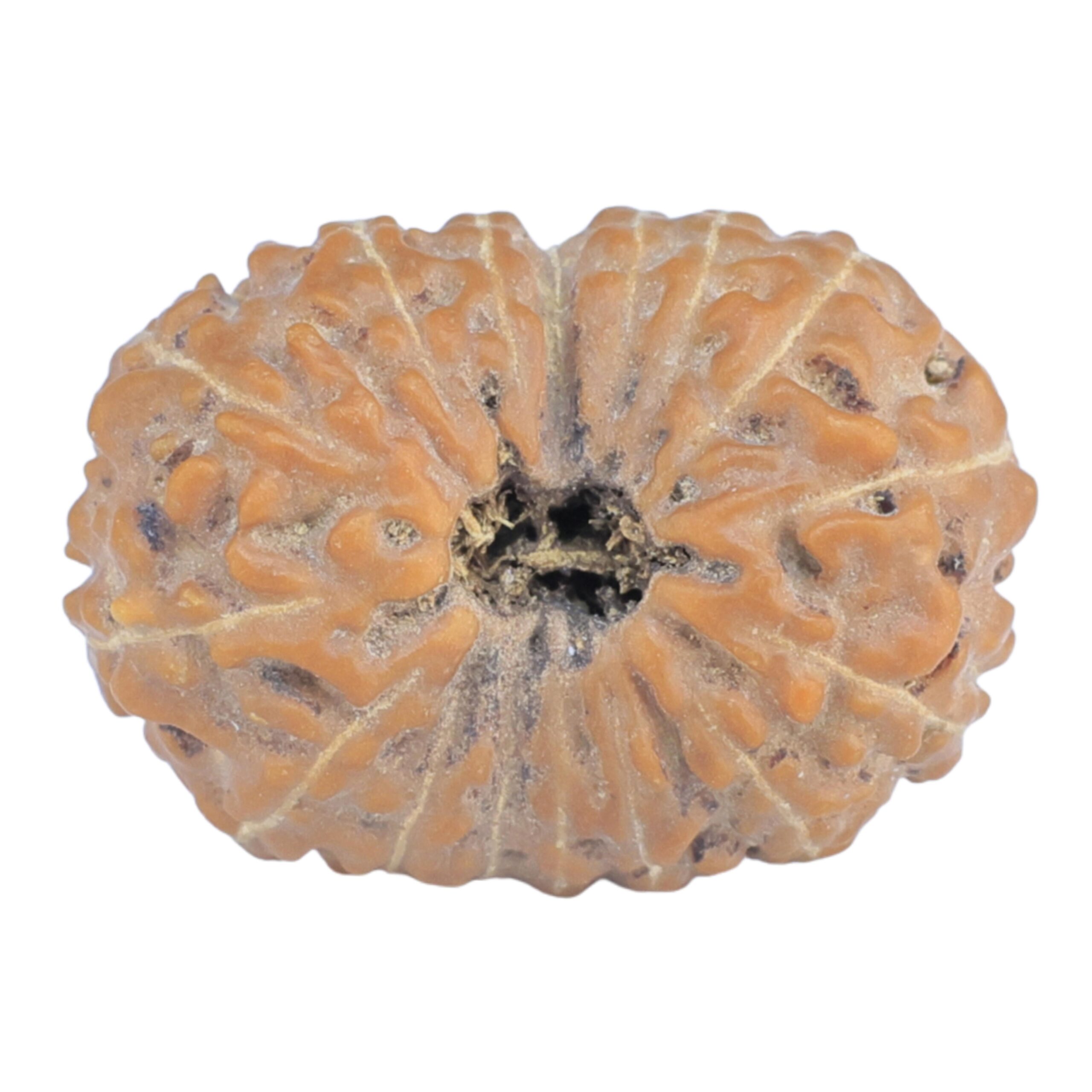 16 Mukhi Rudraksha 20.5mm 2.06gm - Rudraksha