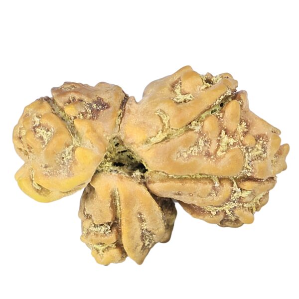 4 Mukhi Trijuti 21.6mm 1.53gm - Rudraksha