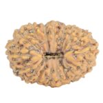 17 Mukhi Rudraksha 16.6mm 1.1gm - Rudraksha