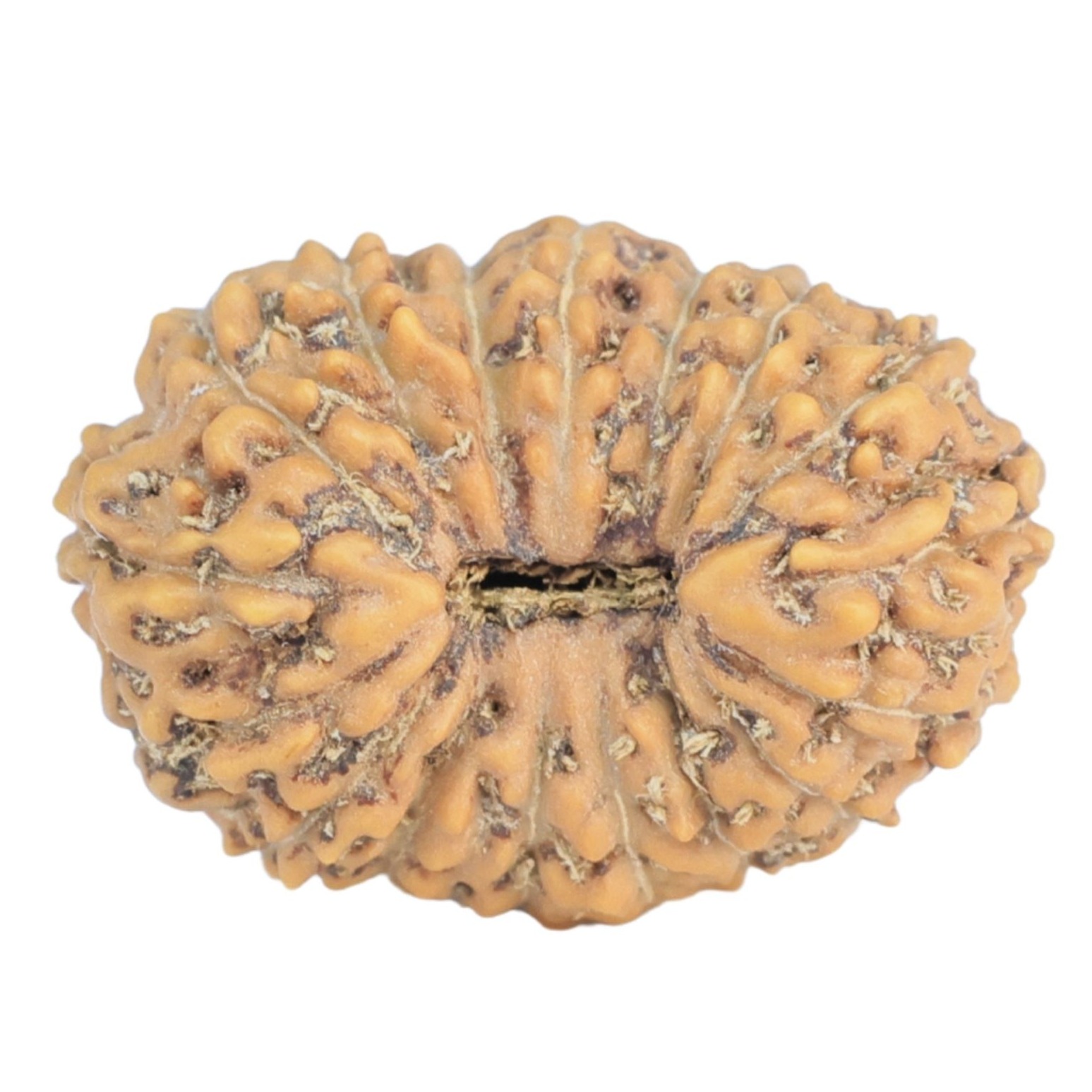17 Mukhi Rudraksha 16.6mm 1.1gm - Rudraksha