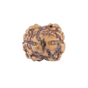 2 Mukhi Rudraksha 20.8mm 1.58gm - Rudraksha