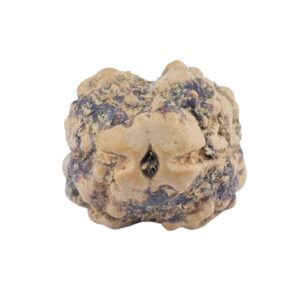 2 Mukhi Rudraksha 21.1mm 1.74gm - Rudraksha