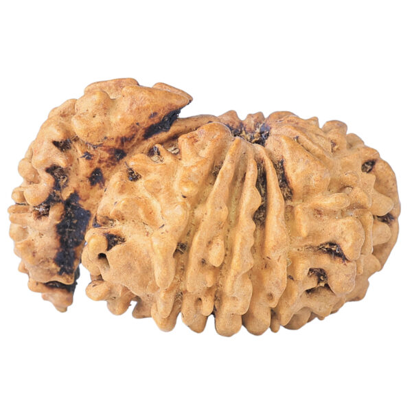 Sawar/Ganesh (12+1) 29.1mm 2.76gm - Rudraksha