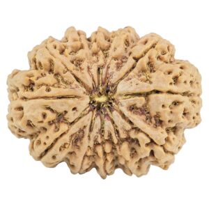 12 Mukhi Rudraksha 36.4mm 10.11gm - Rudraksha