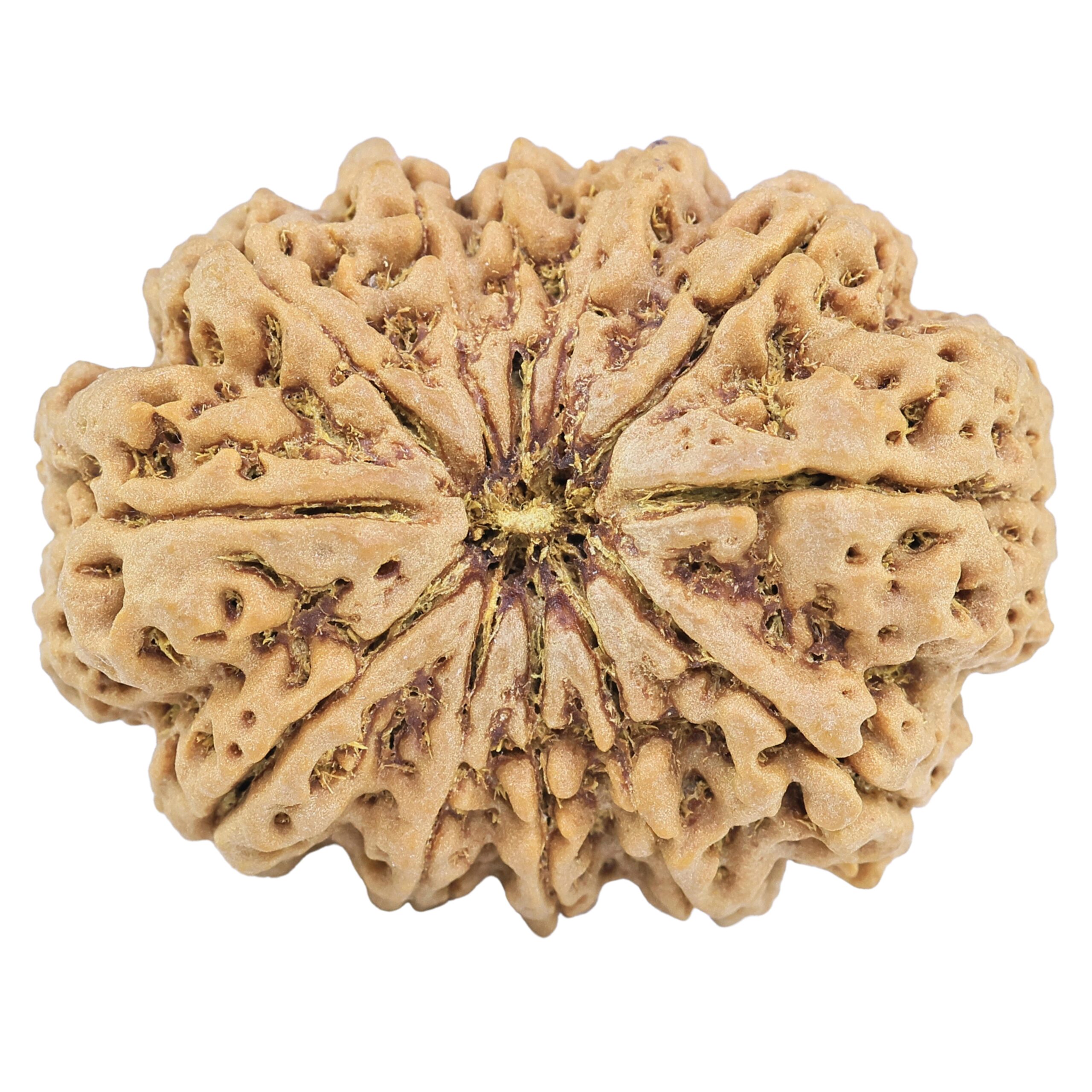 12 Mukhi Rudraksha 36.4mm 10.11gm - Rudraksha