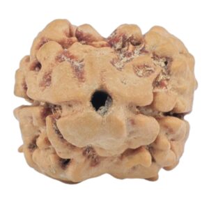 2 Mukhi Rudraksha 22.9mm 1.76gm - Rudraksha