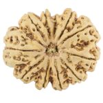 11 Mukhi Rudraksha 39.5mm 11.34gm - Rudraksha