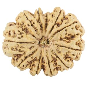 11 Mukhi Rudraksha 39.5mm 11.34gm - Rudraksha