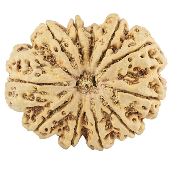 11 Mukhi Rudraksha 39.5mm 11.34gm - Rudraksha