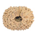 16 Mukhi Rudraksha 23mm 3.09gm - Rudraksha