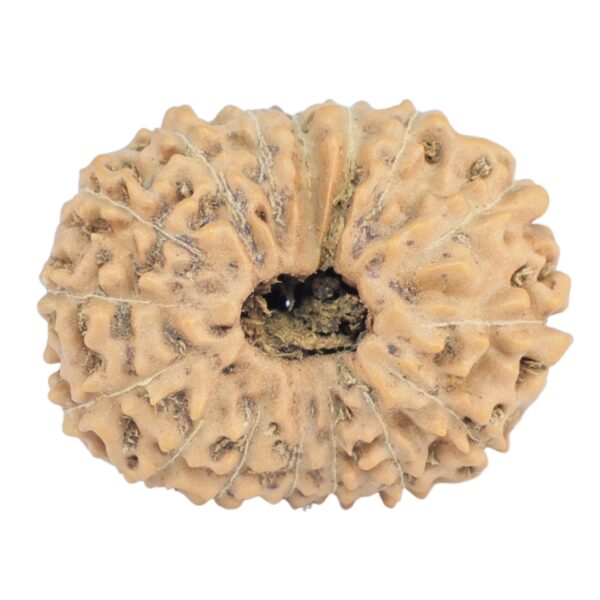 16 Mukhi Rudraksha 23mm 3.09gm - Rudraksha