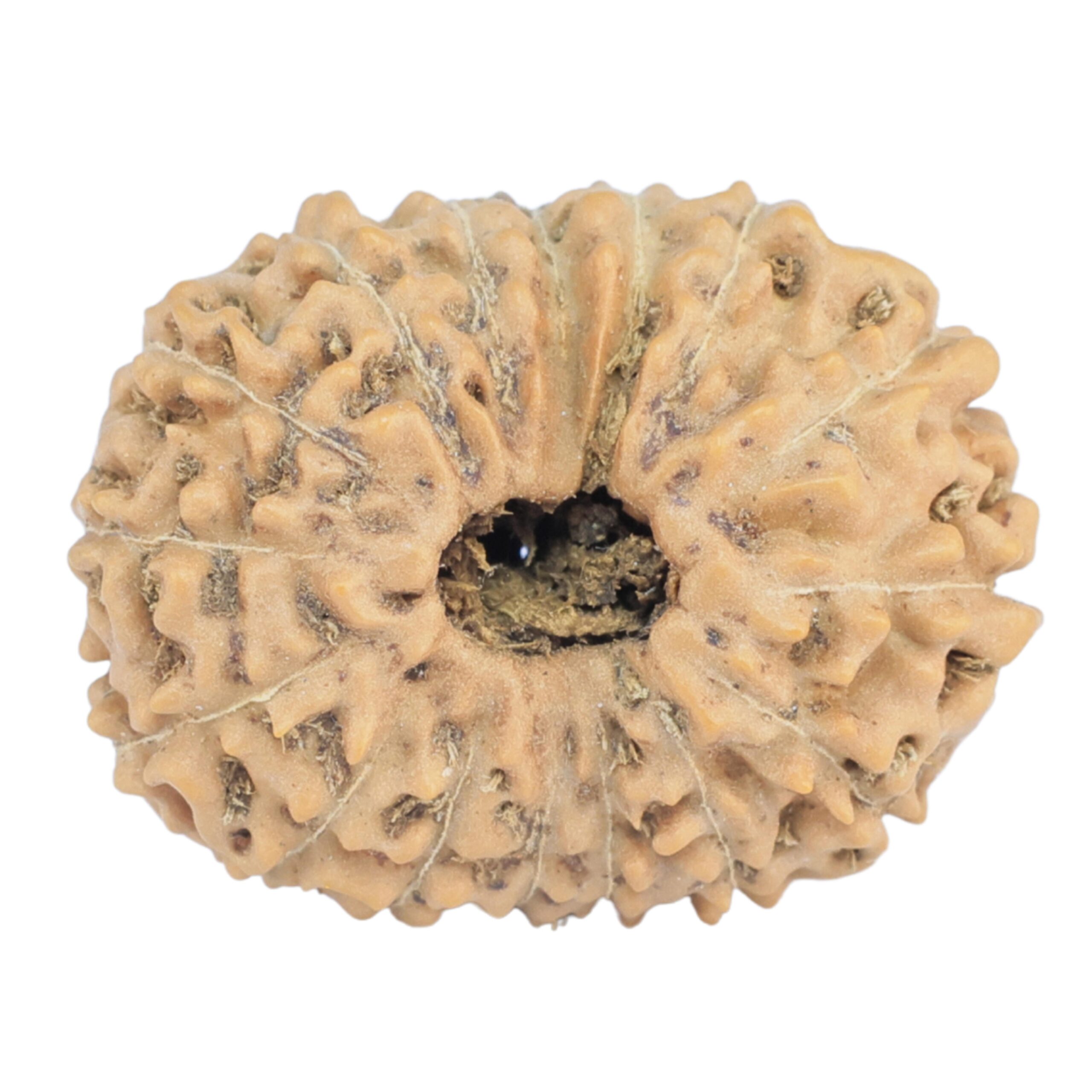 16 Mukhi Rudraksha 23mm 3.09gm - Rudraksha