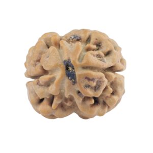 2 Mukhi Rudraksha 21.3mm 2.27gm - Rudraksha