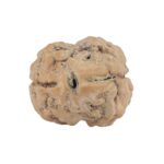 2 Mukhi Rudraksha 23.7mm 2.54gm - Rudraksha