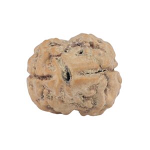 2 Mukhi Rudraksha 23.7mm 2.54gm - Rudraksha