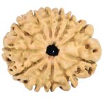 12 Mukhi Rudraksha 25.7mm 3.36gm - Rudraksha