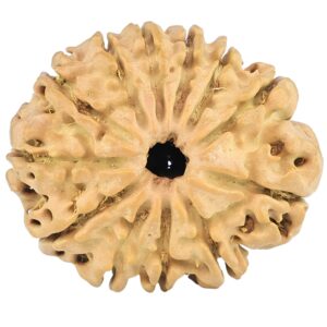 12 Mukhi Rudraksha 25.7mm 3.36gm - Rudraksha