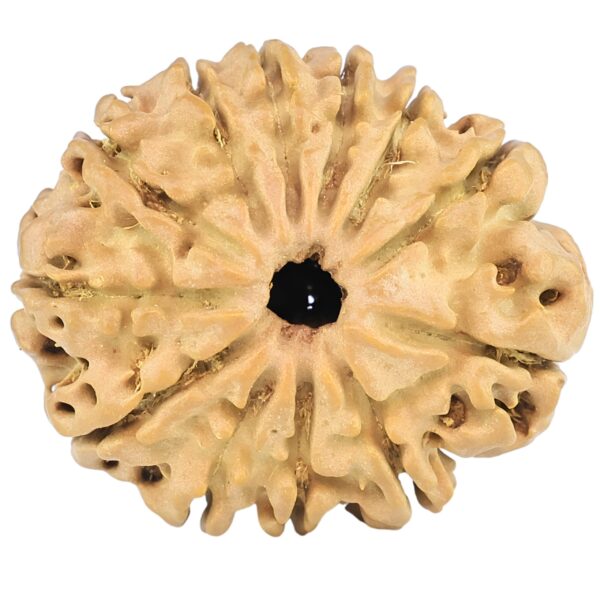 12 Mukhi Rudraksha 25.7mm 3.36gm - Rudraksha