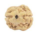 2 Mukhi Rudraksha 21.7mm 1.84gm - Rudraksha