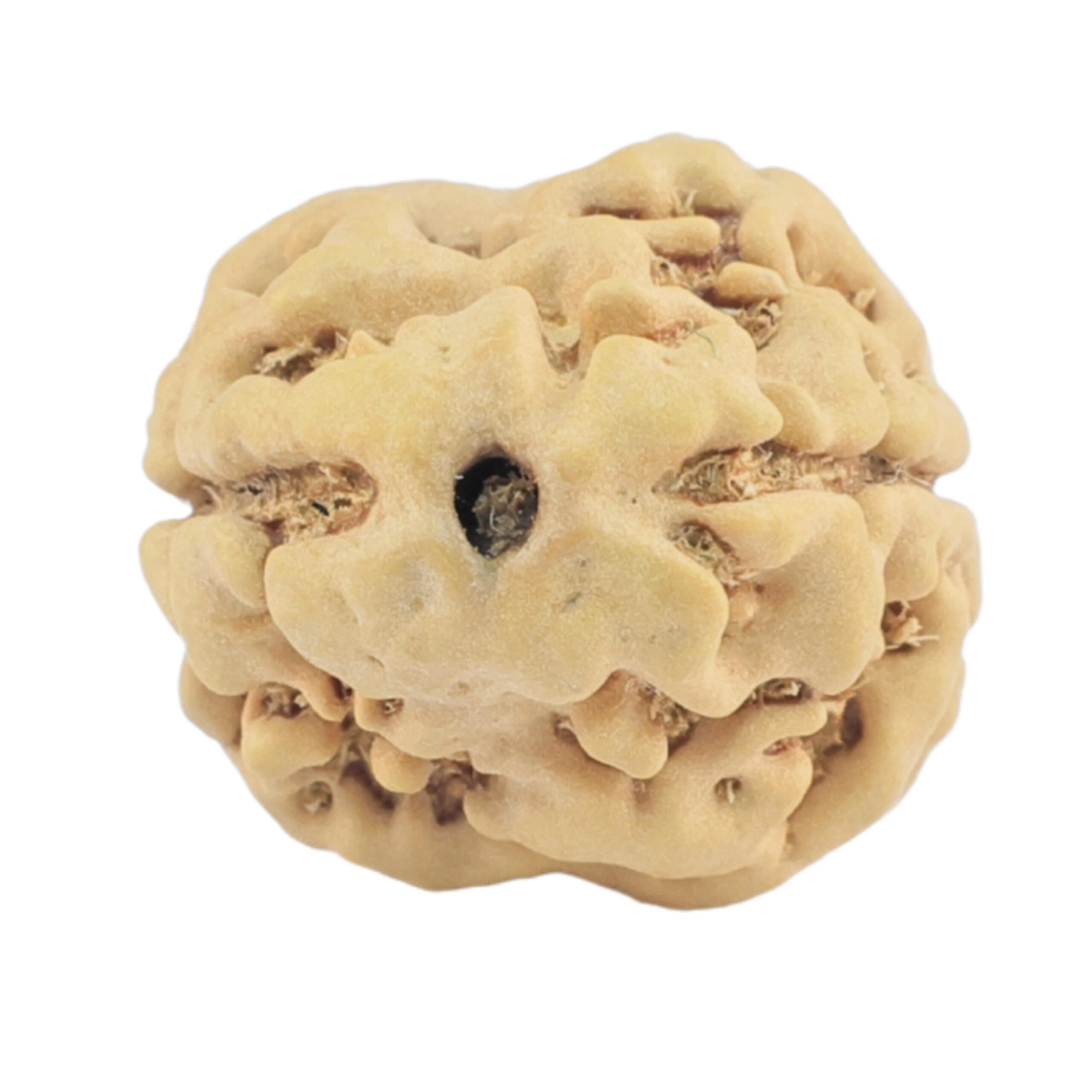 2 Mukhi Rudraksha 21.7mm 1.84gm - Rudraksha
