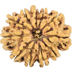 12 Mukhi Rudraksha 30mm 4.11gm - Rudraksha