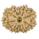 12 Mukhi Rudraksha 21.2mm 2.47gm - Rudraksha