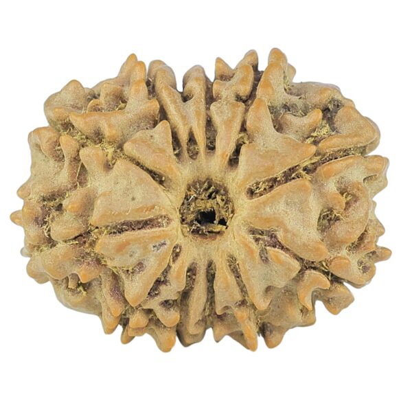 12 Mukhi Rudraksha 21.2mm 2.47gm - Rudraksha