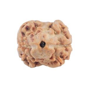 2 Mukhi Rudraksha 20.7mm 1.82gm - Rudraksha