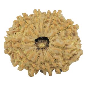 11 Mukhi Rudraksha 23.5mm 2.88gm - Rudraksha