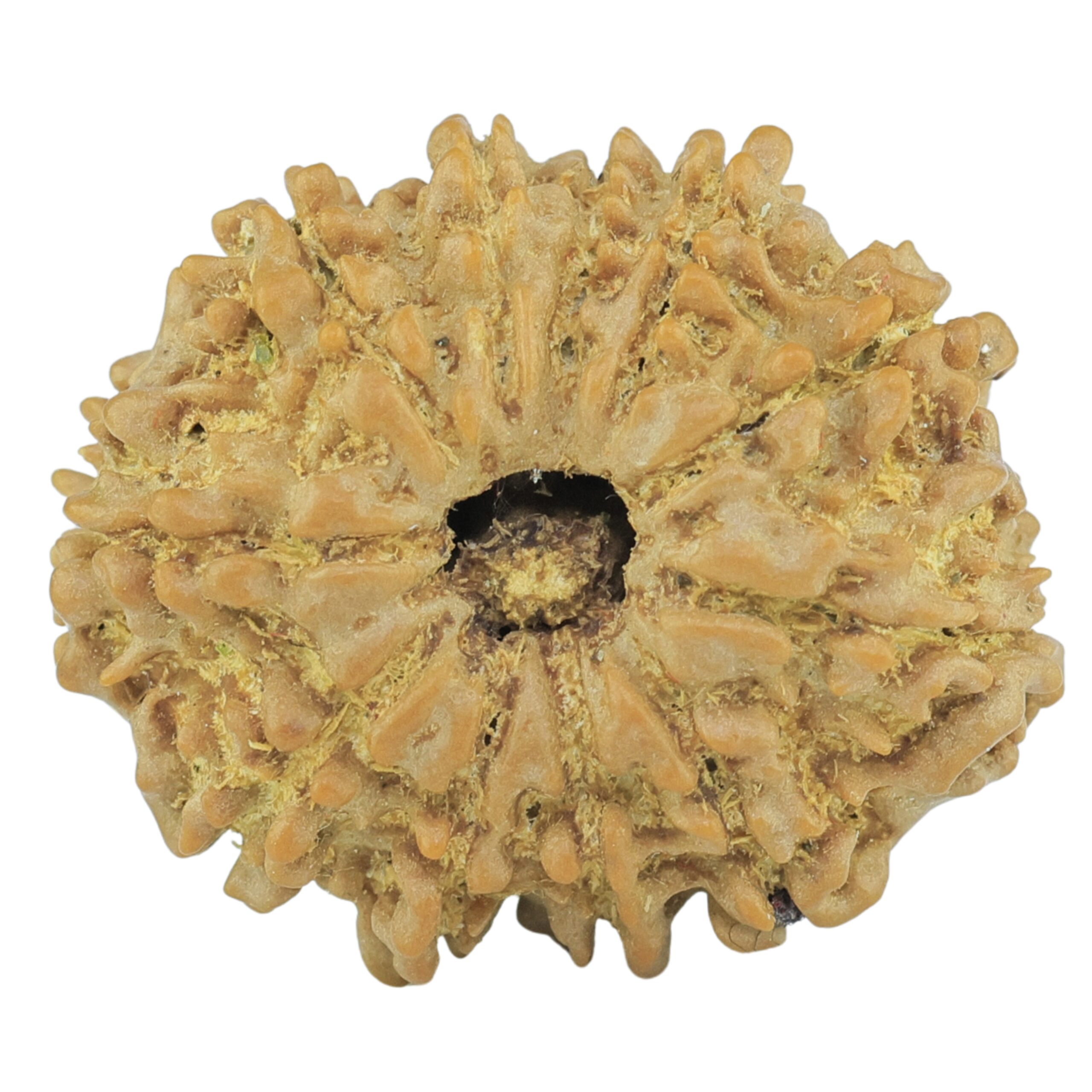 11 Mukhi Rudraksha 23.5mm 2.88gm - Rudraksha