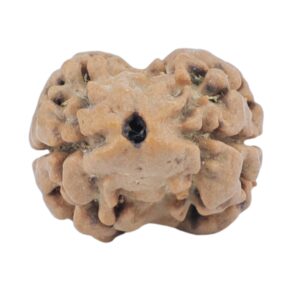 2 Mukhi Rudraksha 18.8mm 1.61gm - Rudraksha