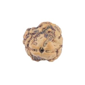 2 Mukhi Rudraksha 20.3mm 1.42gm - Rudraksha